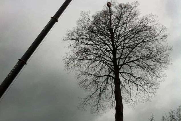 rooien van eikenbomen in biezenmortel met een telescoopkraan